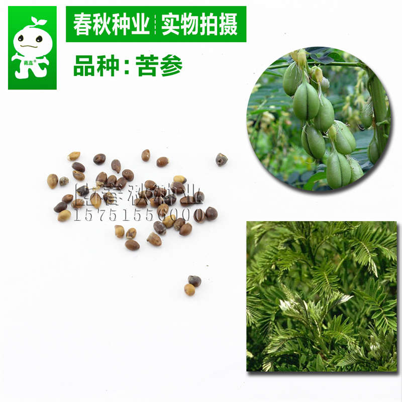 苦参