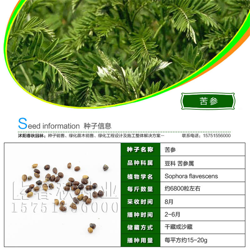 苦参种子基本信息