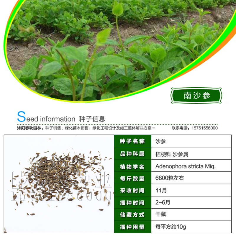 南沙参种子基本信息