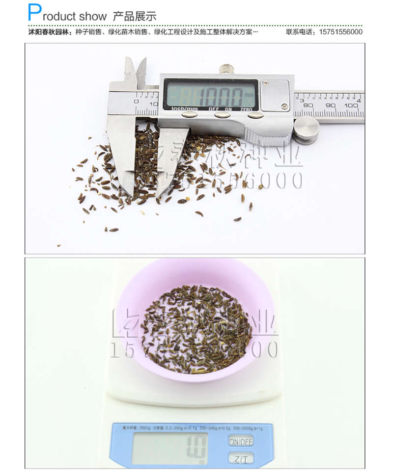 南沙参种子销售参考价格