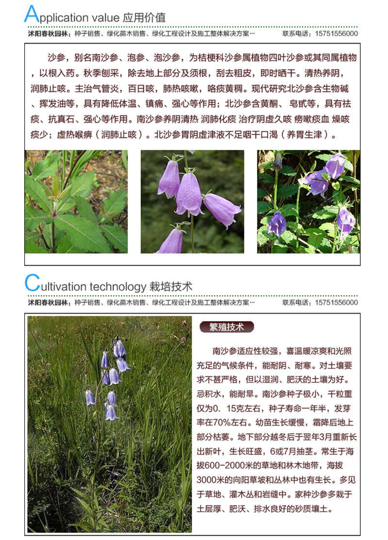 南沙参种子应用价值及种植技术