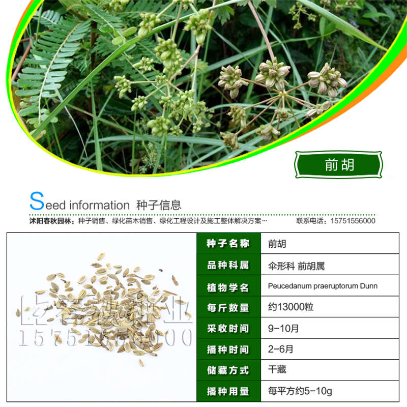 前胡种子基本信息