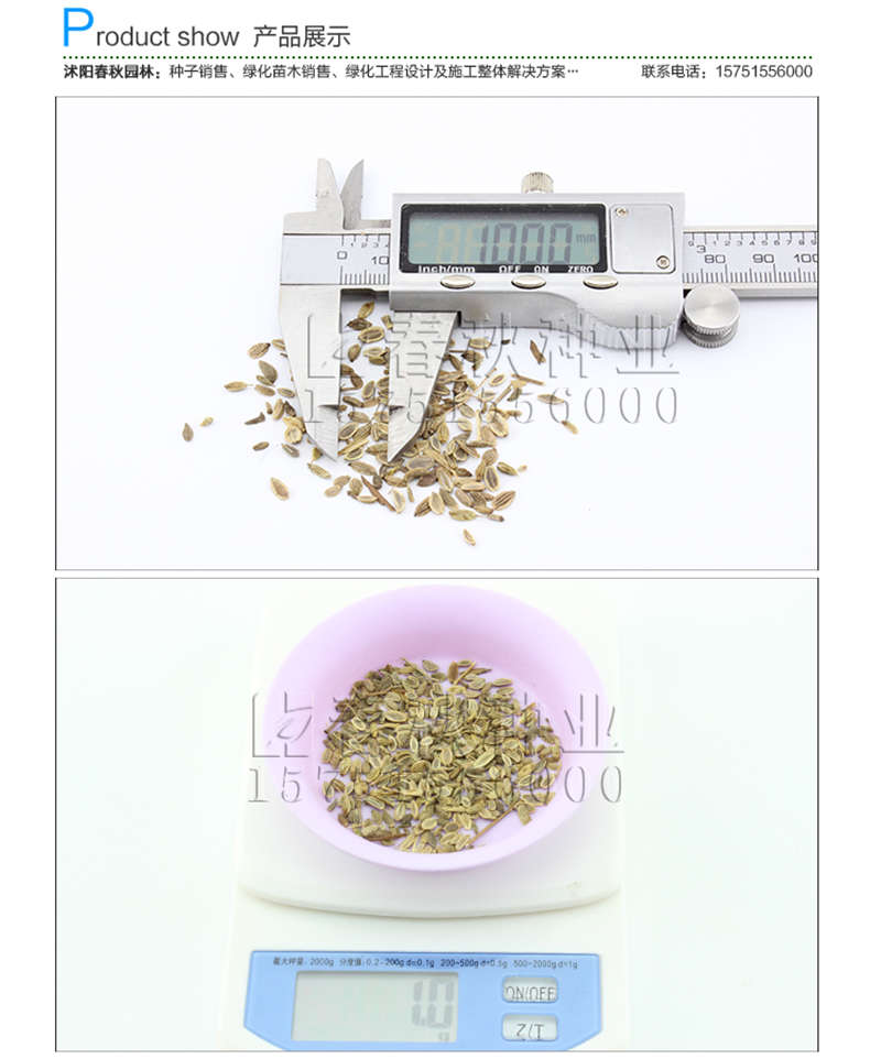 前胡种子销售参考价格