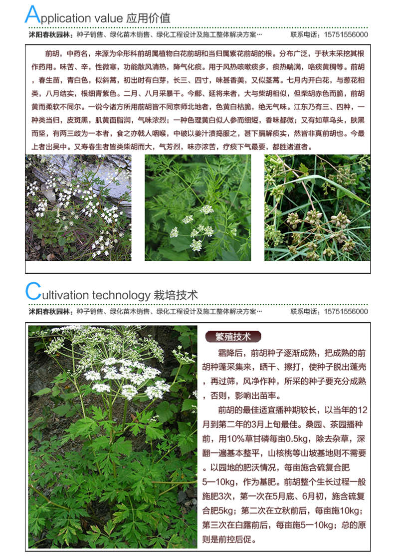 前胡种子应用价值及种植技术