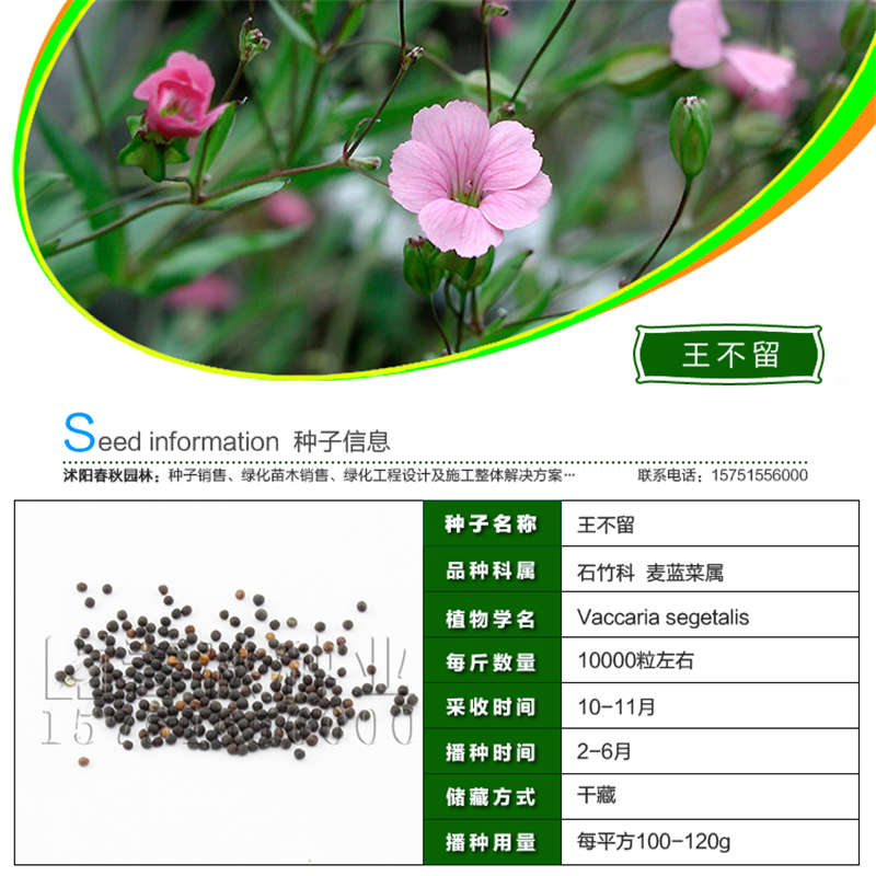 王不留种子基本信息
