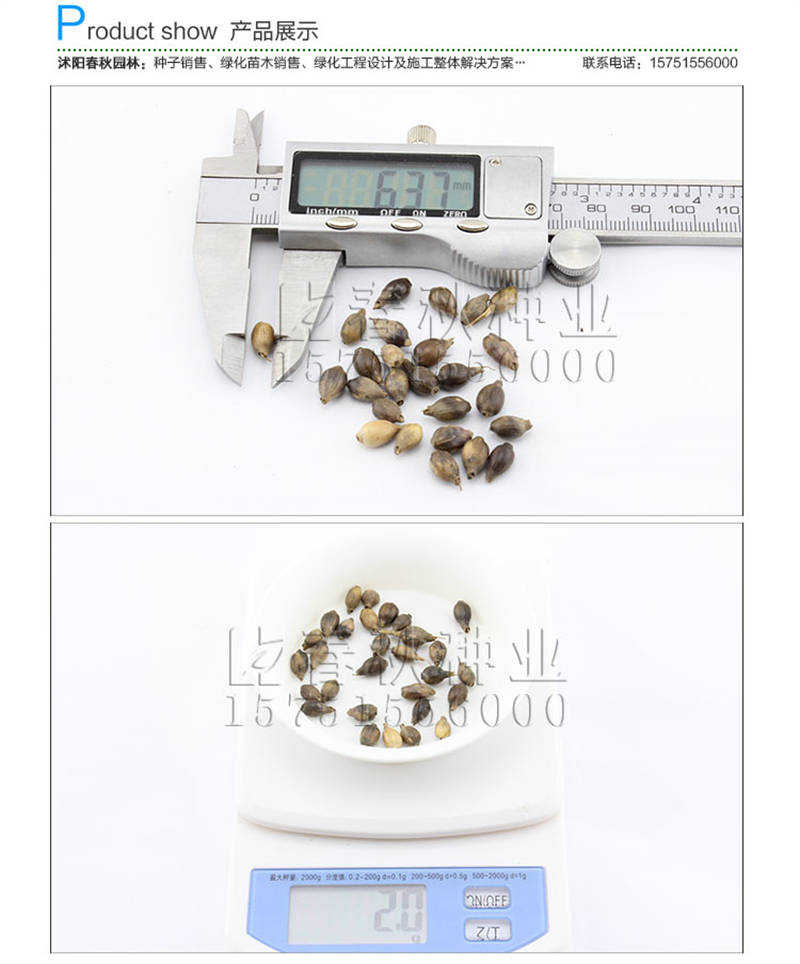 薏米种子销售参考价格