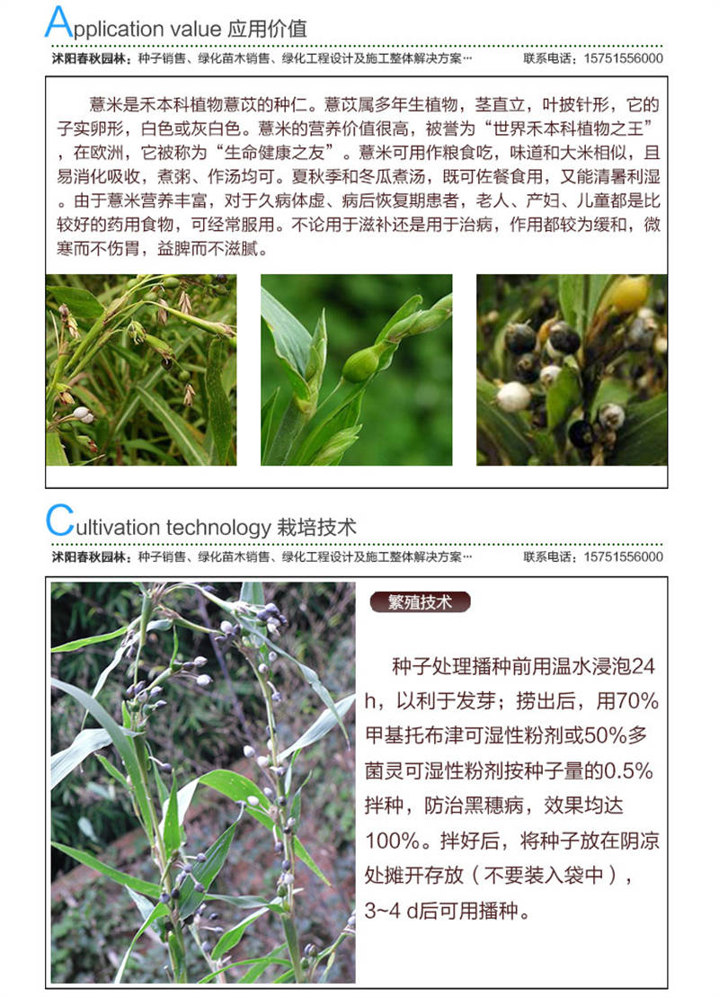 薏米种子应用价值及种植技术