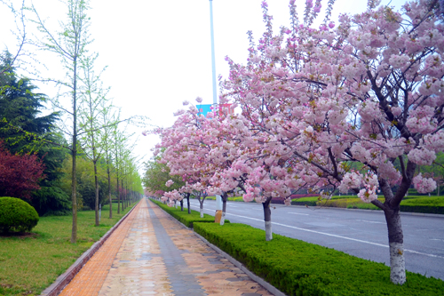 聊城花园北路绿化