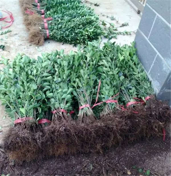 冬青形态特征