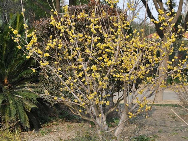 蜡梅