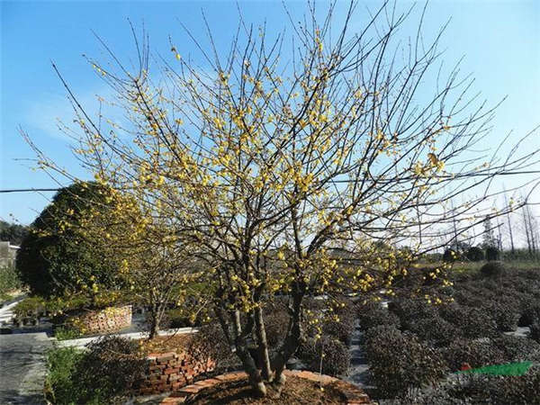 蜡梅基本信息
