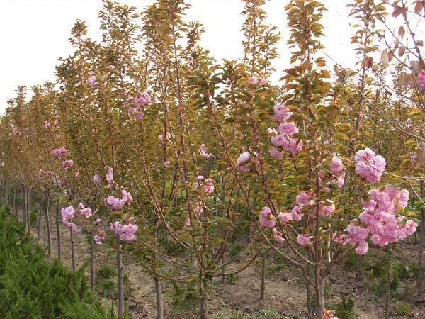 樱花树