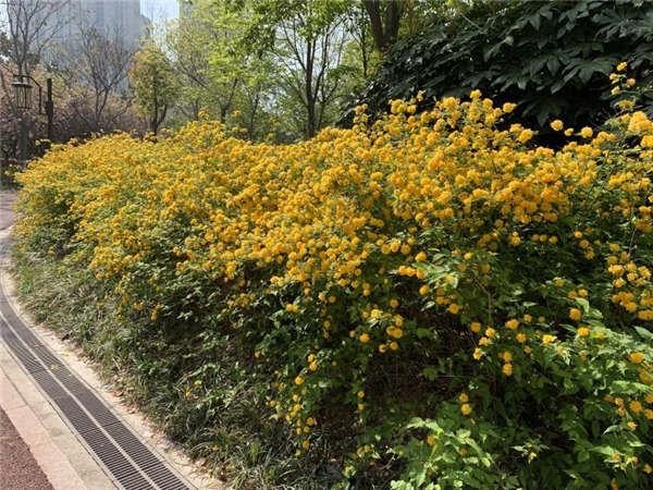 棣棠产地价格