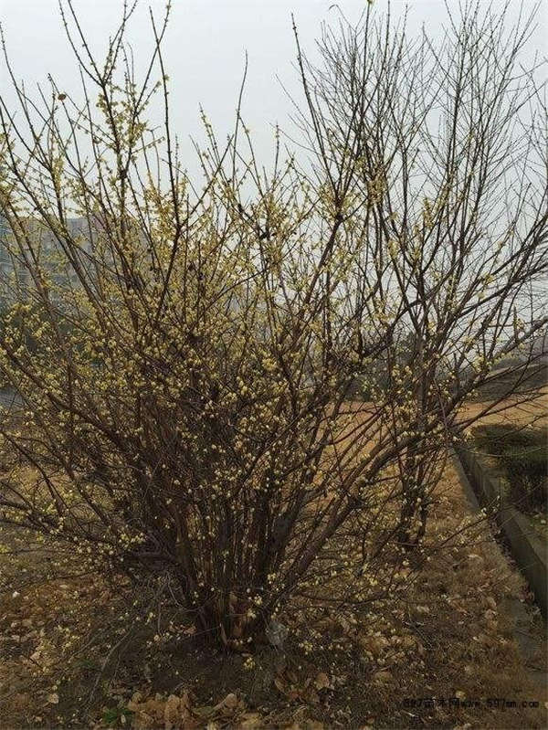 腊梅