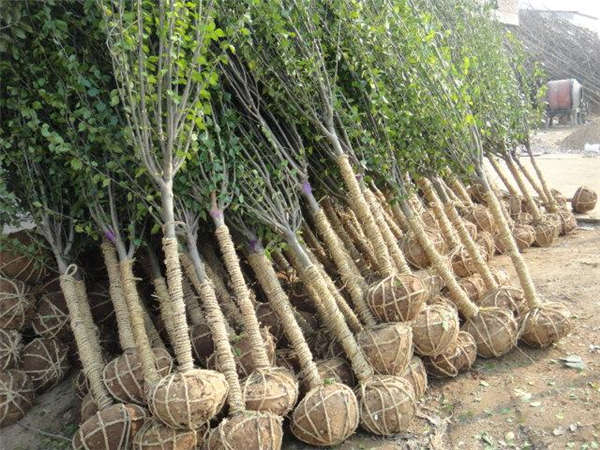 木槿形态特征