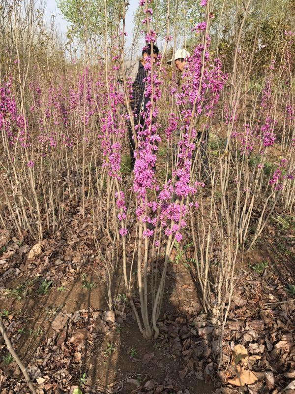 紫荆生长习性