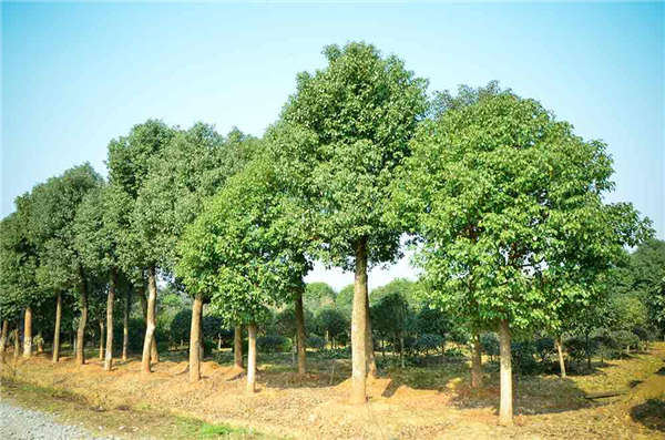 香樟树