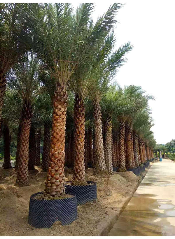 棕榈树形态特征