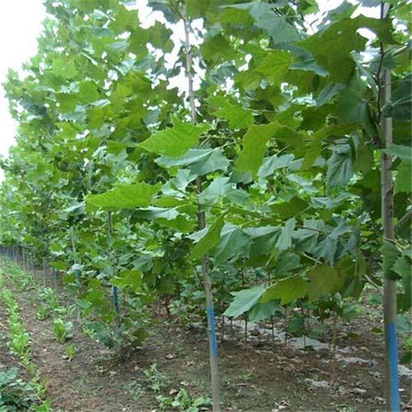 梧桐树