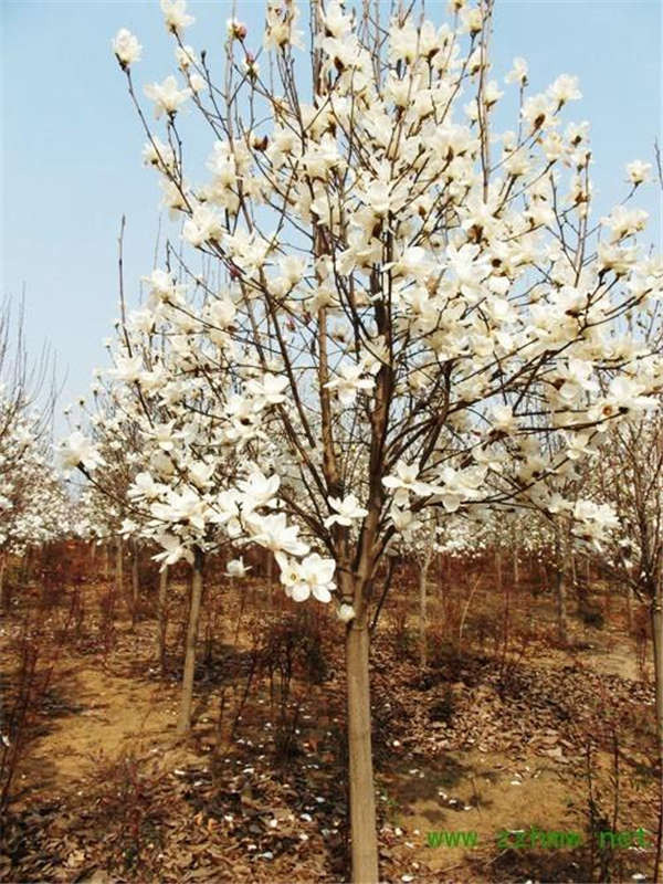 白玉兰生长习性