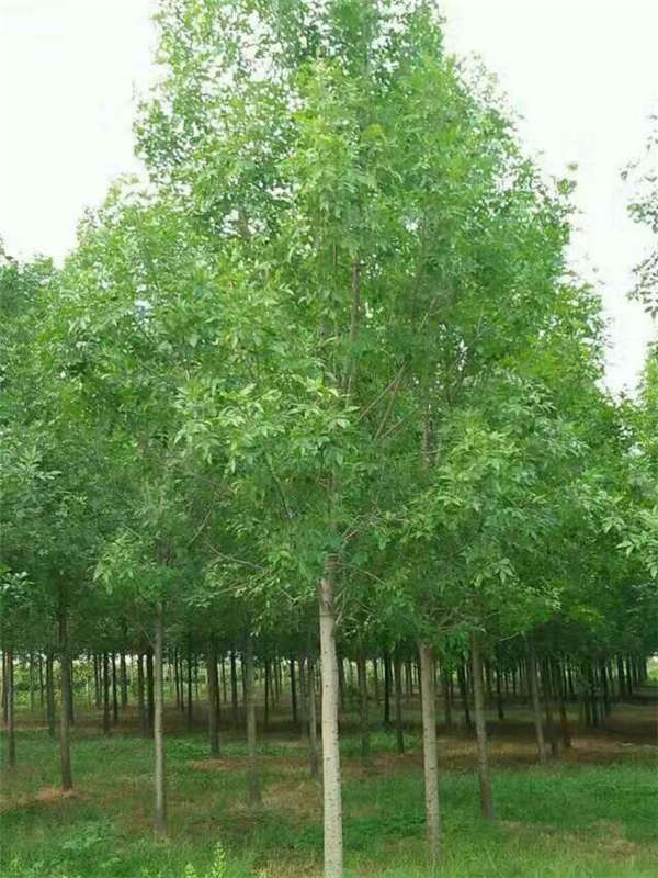 白蜡产地价格