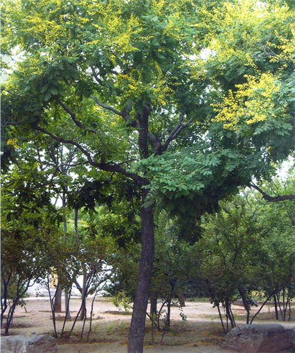栾树生长习性