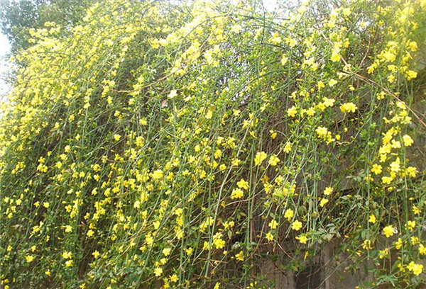 迎春花产地价格