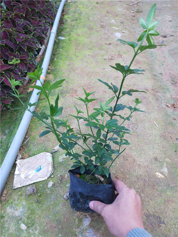 迎春花形态特征