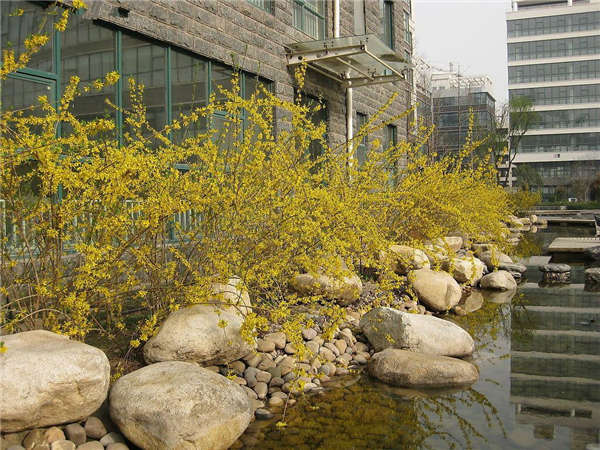 迎春花生长习性