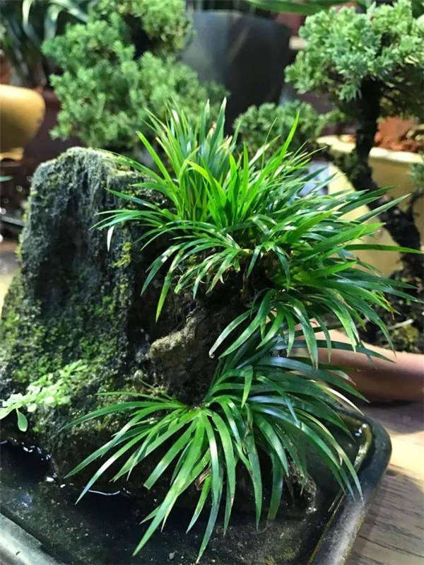 石菖蒲生长习性
