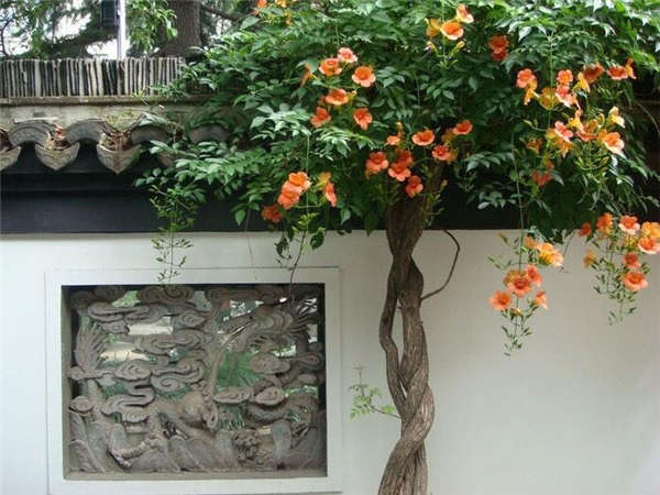 凌霄花形态特征
