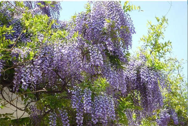 紫藤花产地价格