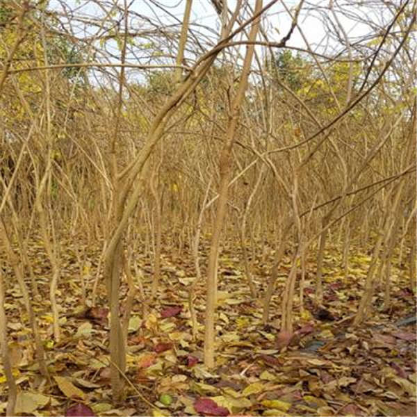 紫藤花形态特征