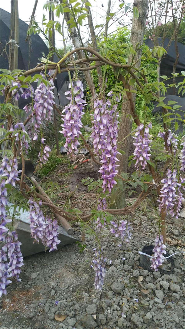 紫藤花生长习性