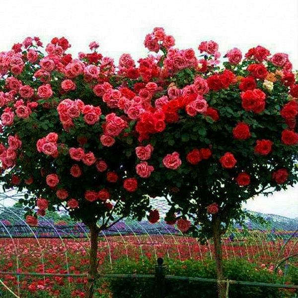 月季花产地价格