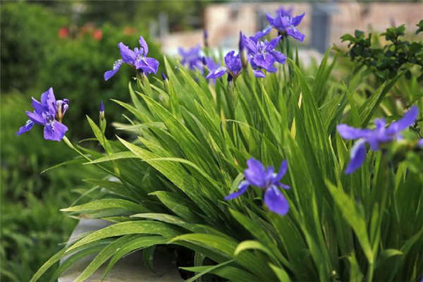 鸢尾花产地价格