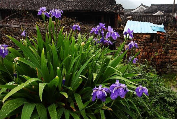 鸢尾花生长习性