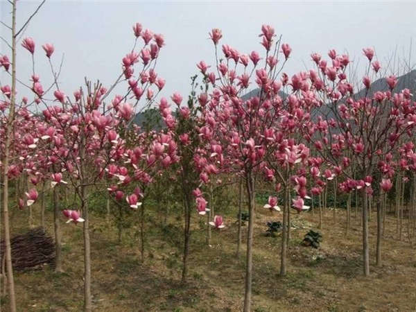 玉兰花