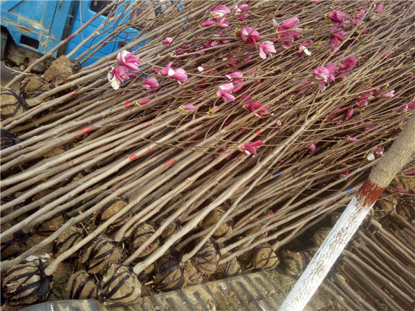 玉兰花形态特征