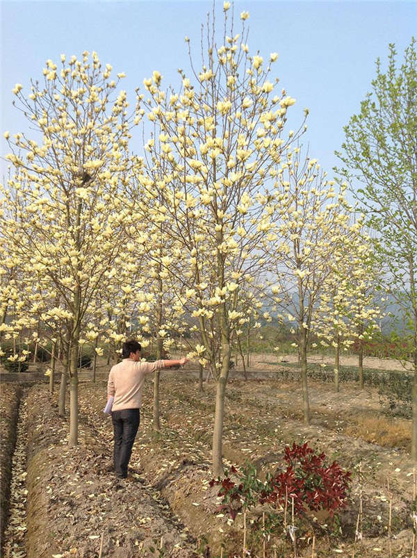 玉兰花生长习性