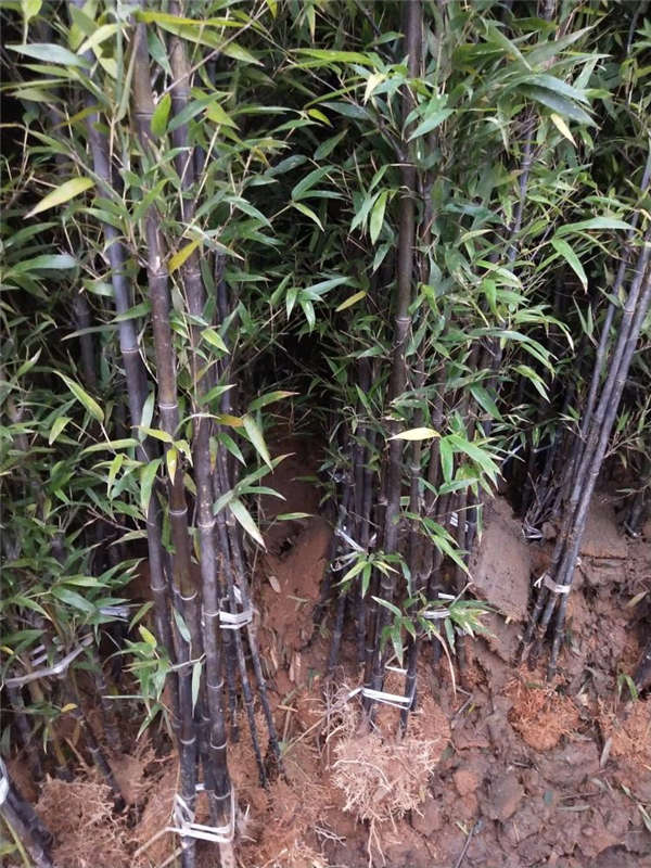 竹子形态特征