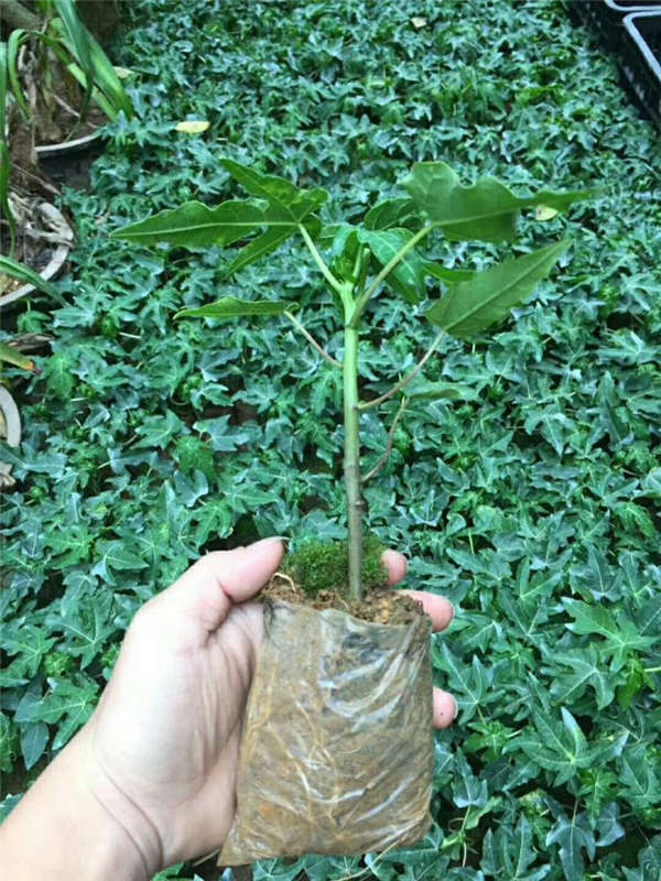 木瓜生长习性