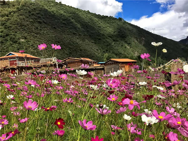 格桑花生长习性