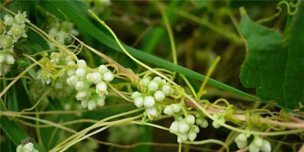菟丝子形态特征