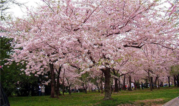 樱花基本信息