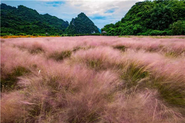 粉黛乱子草