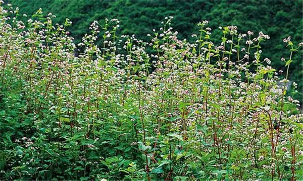 苦荞