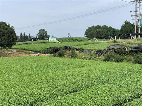 苦荞产地价格
