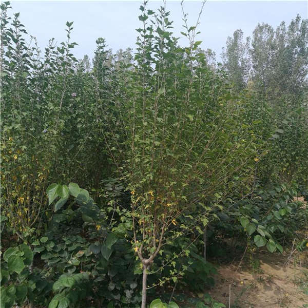 木槿花产地价格