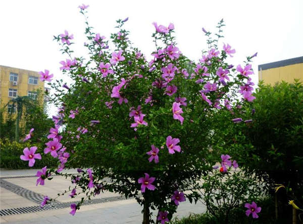木槿花生长习性